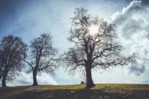 Trees, backlight Trees, backlight